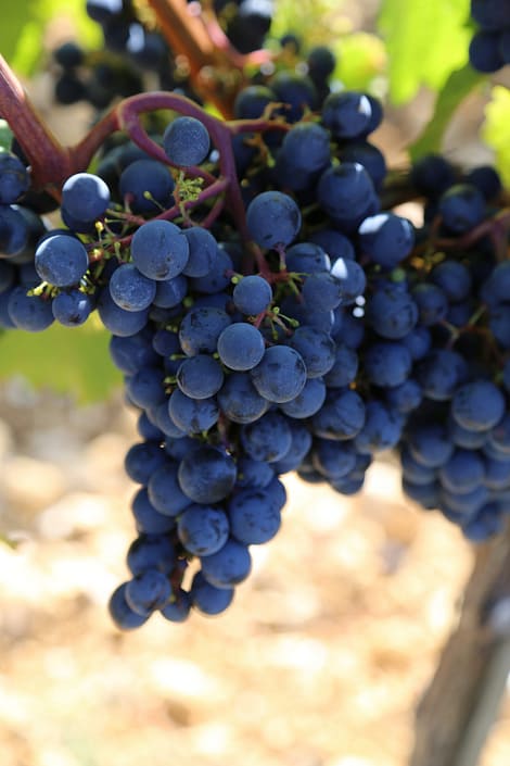 Domaine de Cause Bouysset