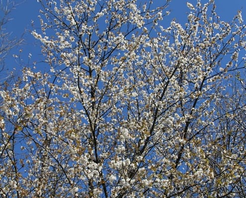 De wereld is gesloten en de natuur opent zich