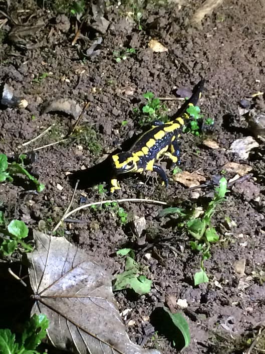 Salamander Bouysset salamander