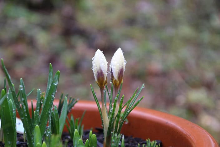 Bouysset komt tot leven Bouysset nieuw leven