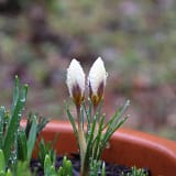 Bouysset nieuw leven