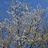 De wereld is gesloten en de natuur opent zich